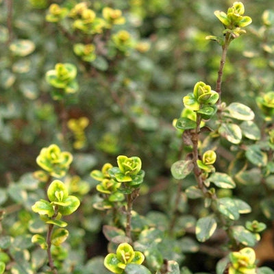 Lemon Thyme Plant Live Medicinal Herb Flower Plant